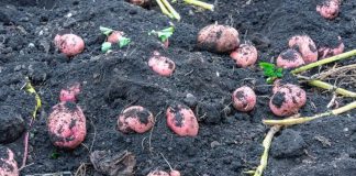 STARI SELJAČKI TRIK: Posadite krompir sada i gledajte čudo u junu Posadite mladi krompir u martu i u junu ćete dobiti proizvod koji će vas hraniti do zime - featured image