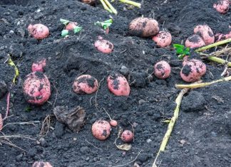 STARI SELJAČKI TRIK: Posadite krompir sada i gledajte čudo u junu Posadite mladi krompir u martu i u junu ćete dobiti proizvod koji će vas hraniti do zime - featured image