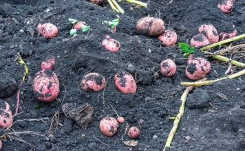 STARI SELJAČKI TRIK: Posadite krompir sada i gledajte čudo u junu Posadite mladi krompir u martu i u junu ćete dobiti proizvod koji će vas hraniti do zime - featured image