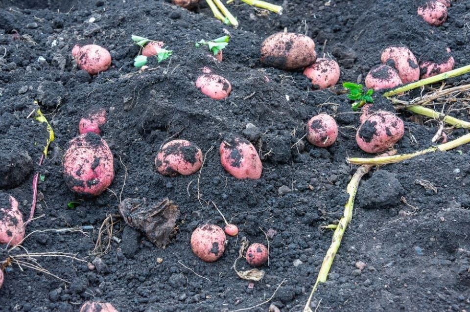 Posadite mladi krompir u martu i u junu ćete dobiti proizvod koji će vas hraniti do zime - featured image Posadite mladi krompir u martu i u junu ćete dobiti proizvod koji će vas hraniti do zime - featured image
