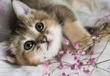 NEPOZNATA MAČKA VAM SE POJAVILA NA KUĆNOM PRAGU? INDIJSKO VJEROVANJE UPOZORAVA: “U toj kući će uskoro biti…” NEPOZNATA MAČKA VAM SE POJAVILA NA KUĆNOM PRAGU? INDIJSKO VJEROVANJE UPOZORAVA: “U toj kući će uskoro biti…” - featured image