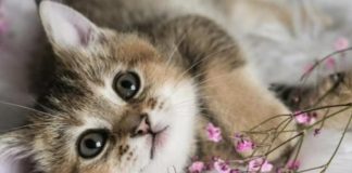 NEPOZNATA MAČKA VAM SE POJAVILA NA KUĆNOM PRAGU? INDIJSKO VJEROVANJE UPOZORAVA: “U toj kući će uskoro biti…” NEPOZNATA MAČKA VAM SE POJAVILA NA KUĆNOM PRAGU? INDIJSKO VJEROVANJE UPOZORAVA: “U toj kući će uskoro biti…” - featured image