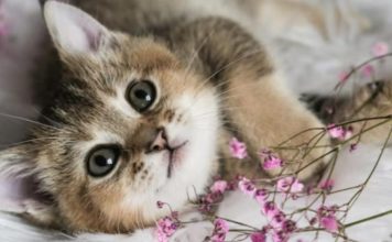 NEPOZNATA MAČKA VAM SE POJAVILA NA KUĆNOM PRAGU? INDIJSKO VJEROVANJE UPOZORAVA: “U toj kući će uskoro biti…” NEPOZNATA MAČKA VAM SE POJAVILA NA KUĆNOM PRAGU? INDIJSKO VJEROVANJE UPOZORAVA: “U toj kući će uskoro biti…” - featured image