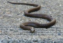 Evo čega se zmije najviše plaše: Ovo stavite u dvorište na proljeće i zaštitite kuću Evo čega se zmije najviše plaše: Ovo stavite u dvorište na proljeće i zaštitite kuću - featured image