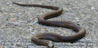 Evo čega se zmije najviše plaše: Ovo stavite u dvorište na proljeće i zaštitite kuću Evo čega se zmije najviše plaše: Ovo stavite u dvorište na proljeće i zaštitite kuću - featured image