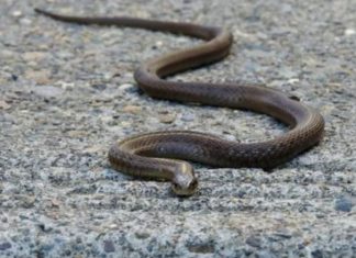 Evo čega se zmije najviše plaše: Ovo stavite u dvorište na proljeće i zaštitite kuću Evo čega se zmije najviše plaše: Ovo stavite u dvorište na proljeće i zaštitite kuću - featured image