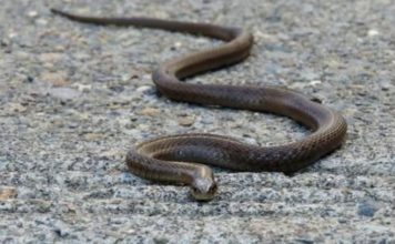 Evo čega se zmije najviše plaše: Ovo stavite u dvorište na proljeće i zaštitite kuću Evo čega se zmije najviše plaše: Ovo stavite u dvorište na proljeće i zaštitite kuću - featured image