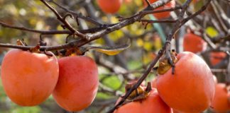 NE VOLITE JAPANSKE JABUKE? PROMIJENIT ĆETE MIŠLJENJE KAD PROČITATE KOLIKO SU DOBRE ZA ZDRAVLJE NE VOLITE JAPANSKE JABUKE? PROMIJENIT ĆETE MIŠLJENJE KAD PROČITATE KOLIKO SU DOBRE ZA ZDRAVLJE - featured image