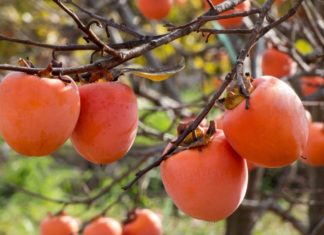 NE VOLITE JAPANSKE JABUKE? PROMIJENIT ĆETE MIŠLJENJE KAD PROČITATE KOLIKO SU DOBRE ZA ZDRAVLJE NE VOLITE JAPANSKE JABUKE? PROMIJENIT ĆETE MIŠLJENJE KAD PROČITATE KOLIKO SU DOBRE ZA ZDRAVLJE - featured image