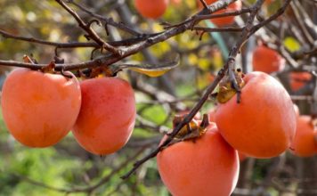 NE VOLITE JAPANSKE JABUKE? PROMIJENIT ĆETE MIŠLJENJE KAD PROČITATE KOLIKO SU DOBRE ZA ZDRAVLJE NE VOLITE JAPANSKE JABUKE? PROMIJENIT ĆETE MIŠLJENJE KAD PROČITATE KOLIKO SU DOBRE ZA ZDRAVLJE - featured image