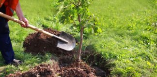 Baštovani tvrde da ovih 11 biljaka nikako ne treba saditi u dvorištu: Jednu skoro svaka kuća ima Baštovani tvrde da ovih 11 biljaka nikako ne treba saditi u dvorištu: Jednu skoro svaka kuća ima - featured image