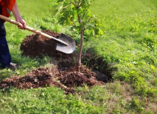 Baštovani tvrde da ovih 11 biljaka nikako ne treba saditi u dvorištu: Jednu skoro svaka kuća ima Baštovani tvrde da ovih 11 biljaka nikako ne treba saditi u dvorištu: Jednu skoro svaka kuća ima - featured image