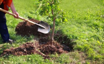 Baštovani tvrde da ovih 11 biljaka nikako ne treba saditi u dvorištu: Jednu skoro svaka kuća ima Baštovani tvrde da ovih 11 biljaka nikako ne treba saditi u dvorištu: Jednu skoro svaka kuća ima - featured image