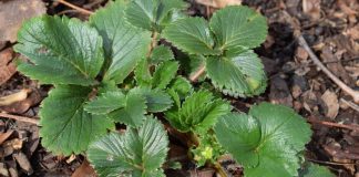 0VIM đubrivom hranite jagode na početku marta: lMAT ĆETE 0BlLNE I KRUPNE PL0D0VE… 0VIM đubrivom hranite jagode na početku marta: lMAT ĆETE 0BlLNE I KRUPNE PL0D0VE… - featured image