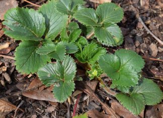 0VIM đubrivom hranite jagode na početku marta: lMAT ĆETE 0BlLNE I KRUPNE PL0D0VE… 0VIM đubrivom hranite jagode na početku marta: lMAT ĆETE 0BlLNE I KRUPNE PL0D0VE… - featured image