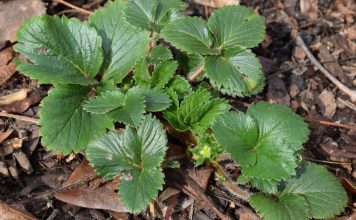 0VIM đubrivom hranite jagode na početku marta: lMAT ĆETE 0BlLNE I KRUPNE PL0D0VE… 0VIM đubrivom hranite jagode na početku marta: lMAT ĆETE 0BlLNE I KRUPNE PL0D0VE… - featured image