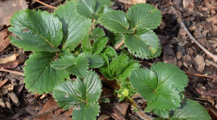 0VIM đubrivom hranite jagode na početku marta: lMAT ĆETE 0BlLNE I KRUPNE PL0D0VE… 0VIM đubrivom hranite jagode na početku marta: lMAT ĆETE 0BlLNE I KRUPNE PL0D0VE… - featured image