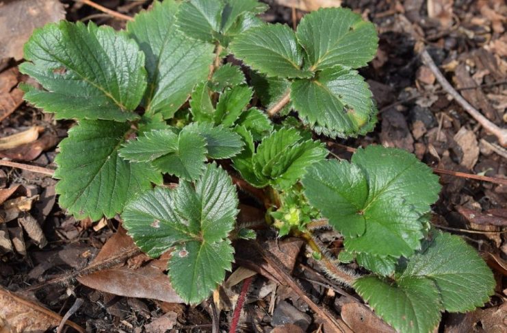 0VIM đubrivom hranite jagode na početku marta: lMAT ĆETE 0BlLNE I KRUPNE PL0D0VE… 0VIM đubrivom hranite jagode na početku marta: lMAT ĆETE 0BlLNE I KRUPNE PL0D0VE… - featured image