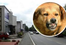 AKO VAS NAPADNE PAS LUTALICA, URADITE SAMO JEDNO: OVO je najbolja ODBRANA, ODMAH ćete ga ZAUSTAVITI AKO VAS NAPADNE PAS LUTALICA, URADITE SAMO JEDNO: OVO je najbolja ODBRANA, ODMAH ćete ga ZAUSTAVITI - featured image