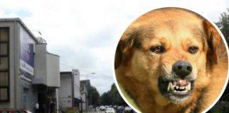 AKO VAS NAPADNE PAS LUTALICA, URADITE SAMO JEDNO: OVO je najbolja ODBRANA, ODMAH ćete ga ZAUSTAVITI AKO VAS NAPADNE PAS LUTALICA, URADITE SAMO JEDNO: OVO je najbolja ODBRANA, ODMAH ćete ga ZAUSTAVITI - featured image