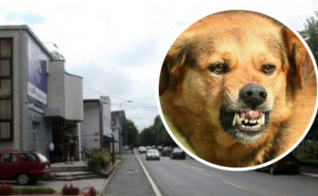 AKO VAS NAPADNE PAS LUTALICA, URADITE SAMO JEDNO: OVO je najbolja ODBRANA, ODMAH ćete ga ZAUSTAVITI AKO VAS NAPADNE PAS LUTALICA, URADITE SAMO JEDNO: OVO je najbolja ODBRANA, ODMAH ćete ga ZAUSTAVITI - featured image