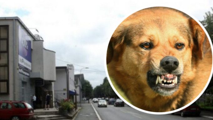 AKO VAS NAPADNE PAS LUTALICA, URADITE SAMO JEDNO: OVO je najbolja ODBRANA, ODMAH ćete ga ZAUSTAVITI AKO VAS NAPADNE PAS LUTALICA, URADITE SAMO JEDNO: OVO je najbolja ODBRANA, ODMAH ćete ga ZAUSTAVITI - featured image