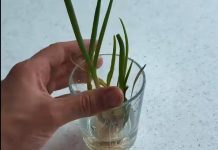 Bez bašte, zemlje i velikog truda: Evo kako da vam mladi luk ponovo izraste u čaši za samo nekoliko dana (VIDEO) Bez bašte, zemlje i velikog truda: Evo kako da vam mladi luk ponovo izraste u čaši za samo nekoliko dana (VIDEO) - featured image