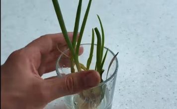 Bez bašte, zemlje i velikog truda: Evo kako da vam mladi luk ponovo izraste u čaši za samo nekoliko dana (VIDEO) Bez bašte, zemlje i velikog truda: Evo kako da vam mladi luk ponovo izraste u čaši za samo nekoliko dana (VIDEO) - featured image