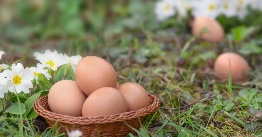 Zakopajte jaje u zemlju i iznenadićete se rezultatom: Komšiluk nije mogao da poveruje u ono što je usledilo, evo šta se dogodilo - featured image