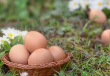 Zakopajte jaje u zemlju i iznenadićete se rezultatom: Komšiluk nije mogao da poveruje u ono što je usledilo, evo šta se dogodilo Zakopajte jaje u zemlju i iznenadićete se rezultatom: Komšiluk nije mogao da poveruje u ono što je usledilo, evo šta se dogodilo - featured image