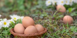Zakopajte jaje u zemlju i iznenadićete se rezultatom: Komšiluk nije mogao da poveruje u ono što je usledilo, evo šta se dogodilo Zakopajte jaje u zemlju i iznenadićete se rezultatom: Komšiluk nije mogao da poveruje u ono što je usledilo, evo šta se dogodilo - featured image