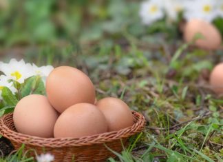 Zakopajte jaje u zemlju i iznenadićete se rezultatom: Komšiluk nije mogao da poveruje u ono što je usledilo, evo šta se dogodilo Zakopajte jaje u zemlju i iznenadićete se rezultatom: Komšiluk nije mogao da poveruje u ono što je usledilo, evo šta se dogodilo - featured image