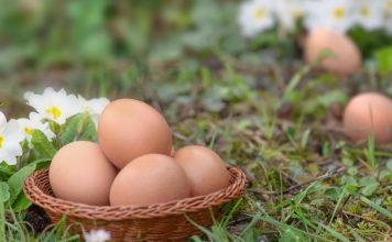 Zakopajte jaje u zemlju i iznenadićete se rezultatom: Komšiluk nije mogao da poveruje u ono što je usledilo, evo šta se dogodilo Zakopajte jaje u zemlju i iznenadićete se rezultatom: Komšiluk nije mogao da poveruje u ono što je usledilo, evo šta se dogodilo - featured image
