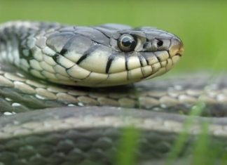 POLA SRBIJE DRŽI OVO U DVORIŠTU, A NE ZNA DA TO ZMIJE PRIVLAČI KAO MAGNET: Jedno posebno koriste deca! POLA SRBIJE DRŽI OVO U DVORIŠTU, A NE ZNA DA TO ZMIJE PRIVLAČI KAO MAGNET: Jedno posebno koriste deca! - featured image