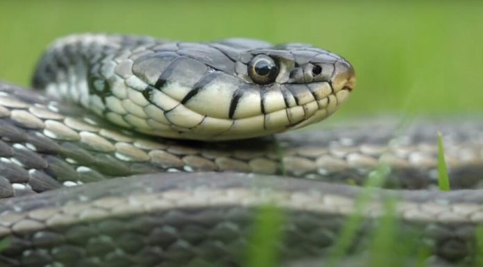 POLA SRBIJE DRŽI OVO U DVORIŠTU, A NE ZNA DA TO ZMIJE PRIVLAČI KAO MAGNET: Jedno posebno koriste deca! POLA SRBIJE DRŽI OVO U DVORIŠTU, A NE ZNA DA TO ZMIJE PRIVLAČI KAO MAGNET: Jedno posebno koriste deca! - featured image