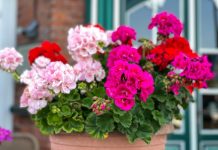 Dodajte 1 kap ove tečnosti u saksiju i cveće će bujati kao ludo: Baštovani se kunu u ovaj trik Dodajte 1 kap ove tečnosti u saksiju i cveće će bujati kao ludo: Baštovani se kunu u ovaj trik - featured image