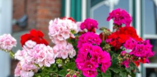 Dodajte 1 kap ove tečnosti u saksiju i cveće će bujati kao ludo: Baštovani se kunu u ovaj trik Dodajte 1 kap ove tečnosti u saksiju i cveće će bujati kao ludo: Baštovani se kunu u ovaj trik - featured image