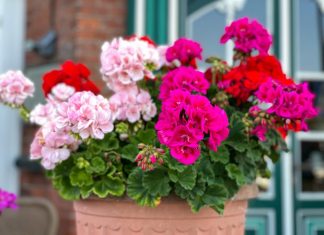 Dodajte 1 kap ove tečnosti u saksiju i cveće će bujati kao ludo: Baštovani se kunu u ovaj trik Dodajte 1 kap ove tečnosti u saksiju i cveće će bujati kao ludo: Baštovani se kunu u ovaj trik - featured image