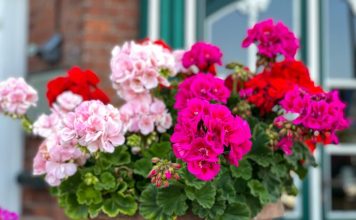 Dodajte 1 kap ove tečnosti u saksiju i cveće će bujati kao ludo: Baštovani se kunu u ovaj trik Dodajte 1 kap ove tečnosti u saksiju i cveće će bujati kao ludo: Baštovani se kunu u ovaj trik - featured image