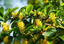 Prirodni ozempik krije se i u biljci sa Balkana: Naučnici otkrivaju šta zaista radi Prirodni ozempik krije se i u biljci sa Balkana: Naučnici otkrivaju šta zaista radi - featured image