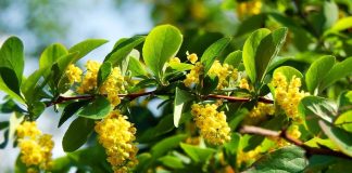 Prirodni ozempik krije se i u biljci sa Balkana: Naučnici otkrivaju šta zaista radi Prirodni ozempik krije se i u biljci sa Balkana: Naučnici otkrivaju šta zaista radi - featured image