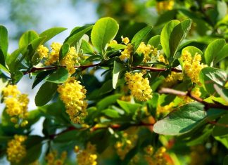 Prirodni ozempik krije se i u biljci sa Balkana: Naučnici otkrivaju šta zaista radi Prirodni ozempik krije se i u biljci sa Balkana: Naučnici otkrivaju šta zaista radi - featured image