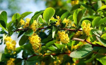 Prirodni ozempik krije se i u biljci sa Balkana: Naučnici otkrivaju šta zaista radi Prirodni ozempik krije se i u biljci sa Balkana: Naučnici otkrivaju šta zaista radi - featured image