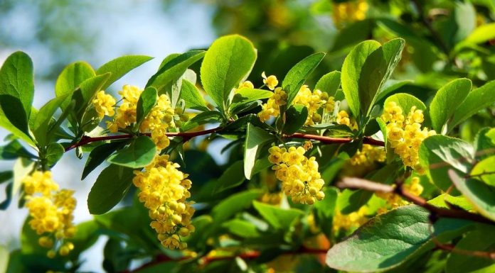 Prirodni ozempik krije se i u biljci sa Balkana: Naučnici otkrivaju šta zaista radi Prirodni ozempik krije se i u biljci sa Balkana: Naučnici otkrivaju šta zaista radi - featured image