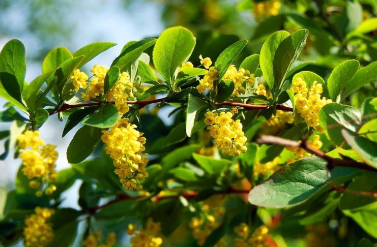 Prirodni ozempik krije se i u biljci sa Balkana: Naučnici otkrivaju šta zaista radi Prirodni ozempik krije se i u biljci sa Balkana: Naučnici otkrivaju šta zaista radi - featured image