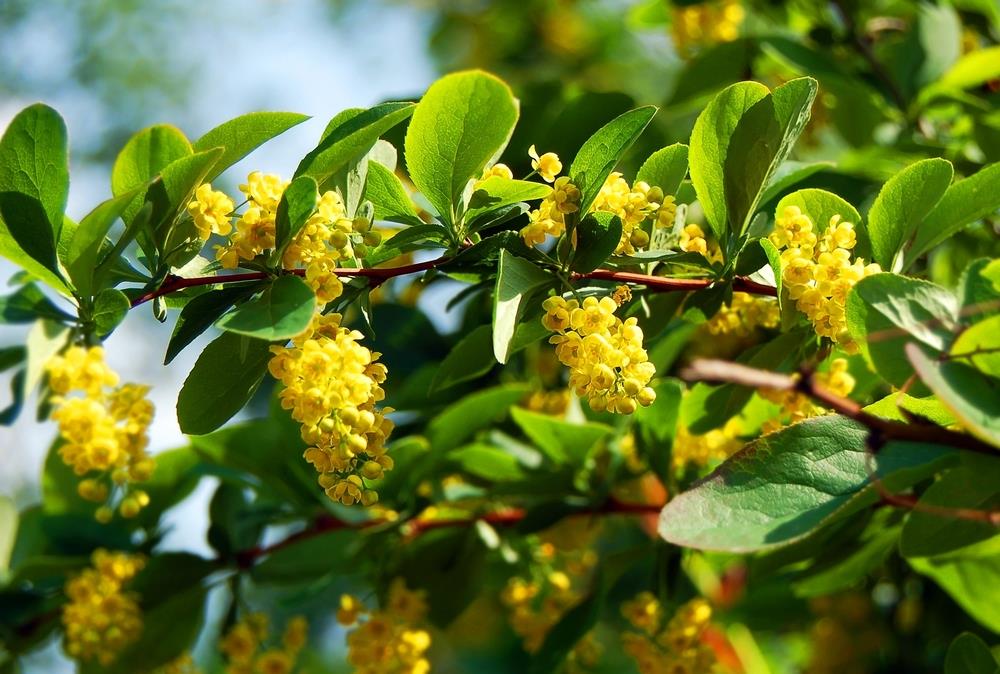 Prirodni ozempik krije se i u biljci sa Balkana: Naučnici otkrivaju šta zaista radi - featured image Prirodni ozempik krije se i u biljci sa Balkana: Naučnici otkrivaju šta zaista radi - featured image
