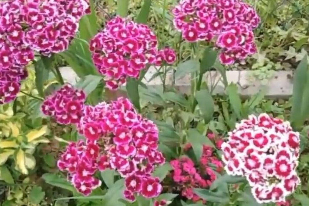 Nikako ne unosite u kuću ovo cveće na Vaskrs: Ne donosi sreću već samo probleme - featured image Nikako ne unosite u kuću ovo cveće na Vaskrs: Ne donosi sreću već samo probleme - featured image