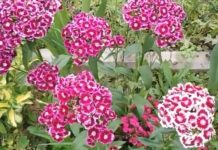 Nikako ne unosite u kuću ovo cveće na Vaskrs: Ne donosi sreću već samo probleme Nikako ne unosite u kuću ovo cveće na Vaskrs: Ne donosi sreću već samo probleme - featured image