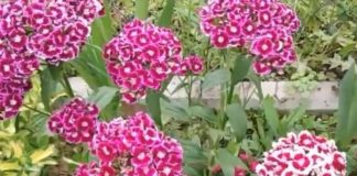 Nikako ne unosite u kuću ovo cveće na Vaskrs: Ne donosi sreću već samo probleme Nikako ne unosite u kuću ovo cveće na Vaskrs: Ne donosi sreću već samo probleme - featured image