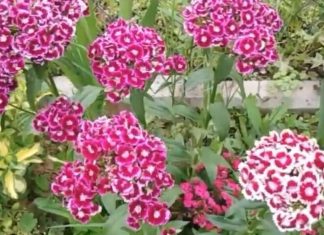 Nikako ne unosite u kuću ovo cveće na Vaskrs: Ne donosi sreću već samo probleme Nikako ne unosite u kuću ovo cveće na Vaskrs: Ne donosi sreću već samo probleme - featured image